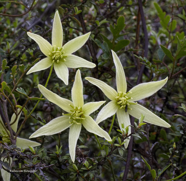 Clematis forsteri (Male flower)