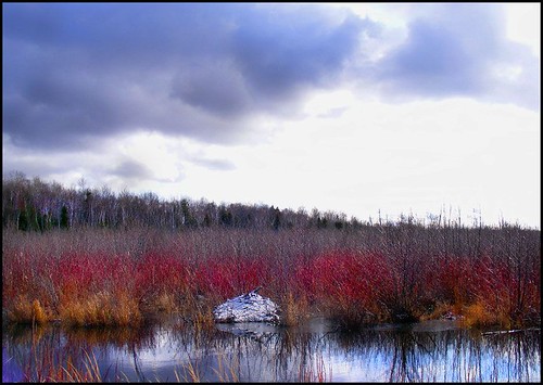 beaver peterborough ontario canada reddogwood winter water plismo landscape beaverlodge clouds cloudyday winterday snow