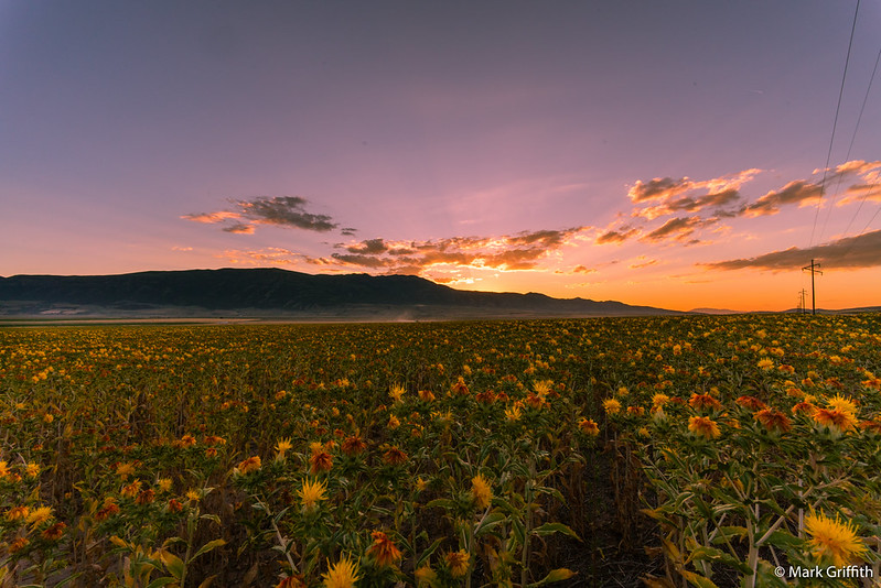 Safflower Sunset