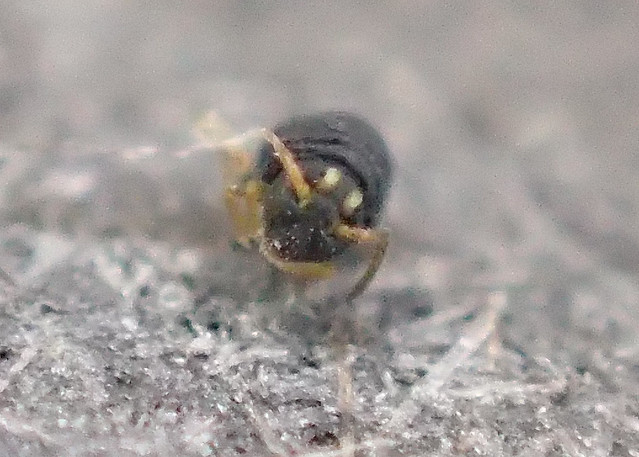 Springtail Sminthurinus atrapallidus Face (.5mm)
