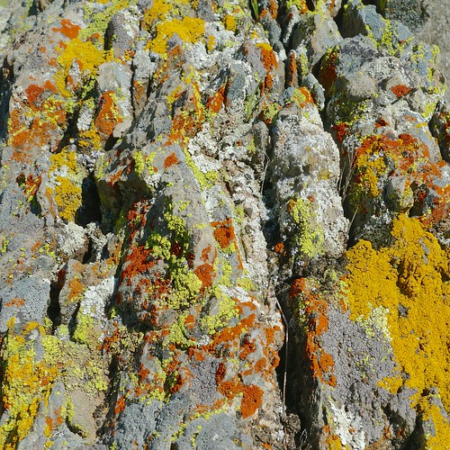 lichen lowercottonwoodwildlifearea