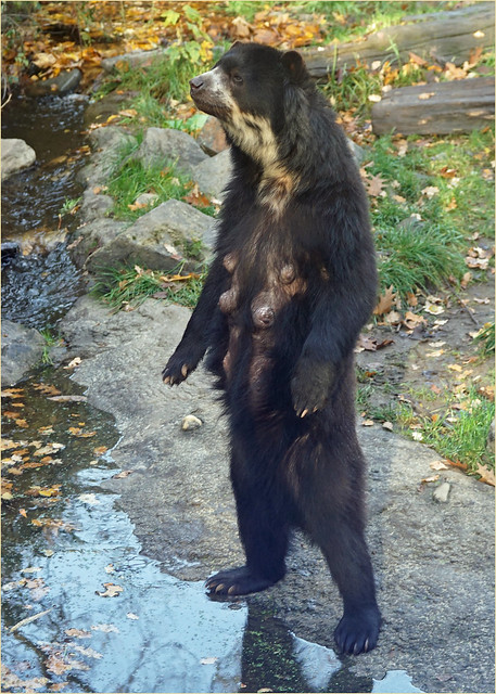 Andean bear