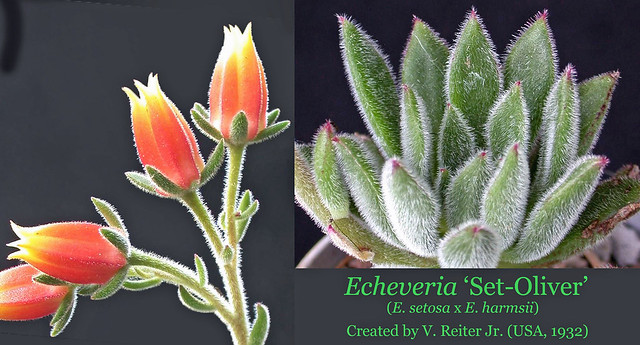 Echeveria 'Set-Oliver' (collage)