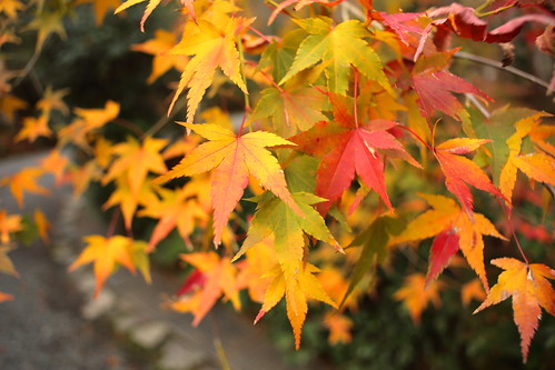 Maple leaf | by jack75045
