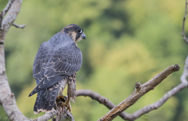 Peregrine Falcon - Juvenile (Falco peregrinus) 'L' for large