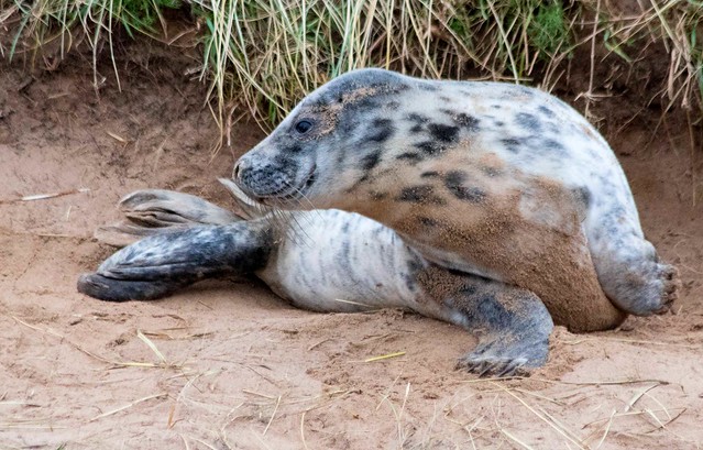 Grey Seal Pup- Donna Nook Reserve
