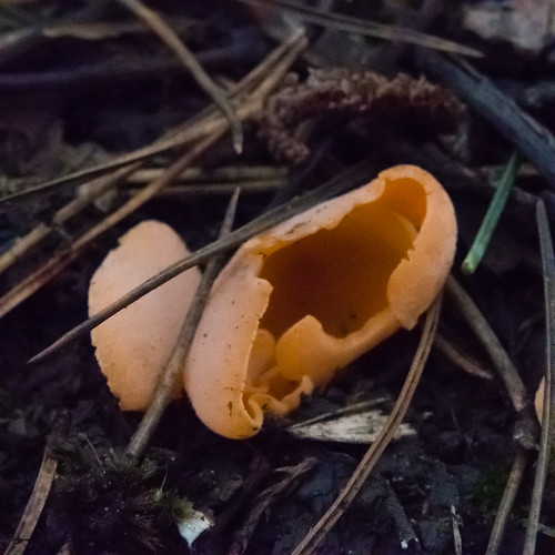 Autumn fungi: orange peel