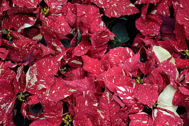 Euphorbia Red Glitter