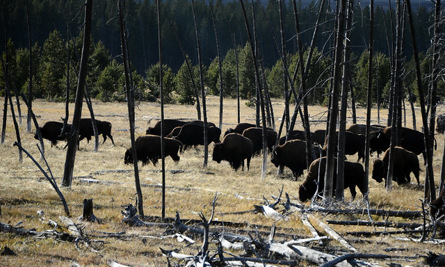 Finally we came across a herd of Yellowstone bison on the way to old faithful geyser.