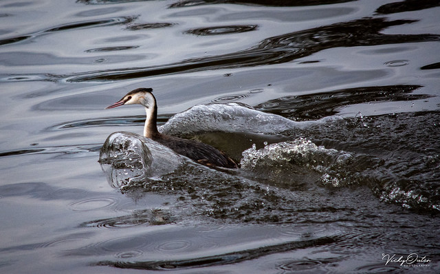 🇬🇧 Great crested grebe making a splash