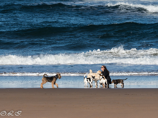 Doggy beach