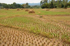 Rice fields in Pai (Northern Thailand 2018)