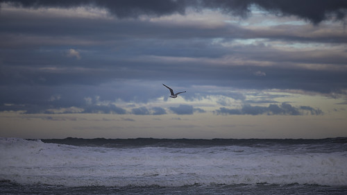 seagull sea nature landscape seascape clouds bird seabird northsea ocean canoneos5dmk4 canon denmak