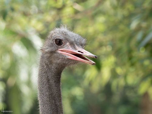 thailand sriracha chonburi zoo animal ostrich