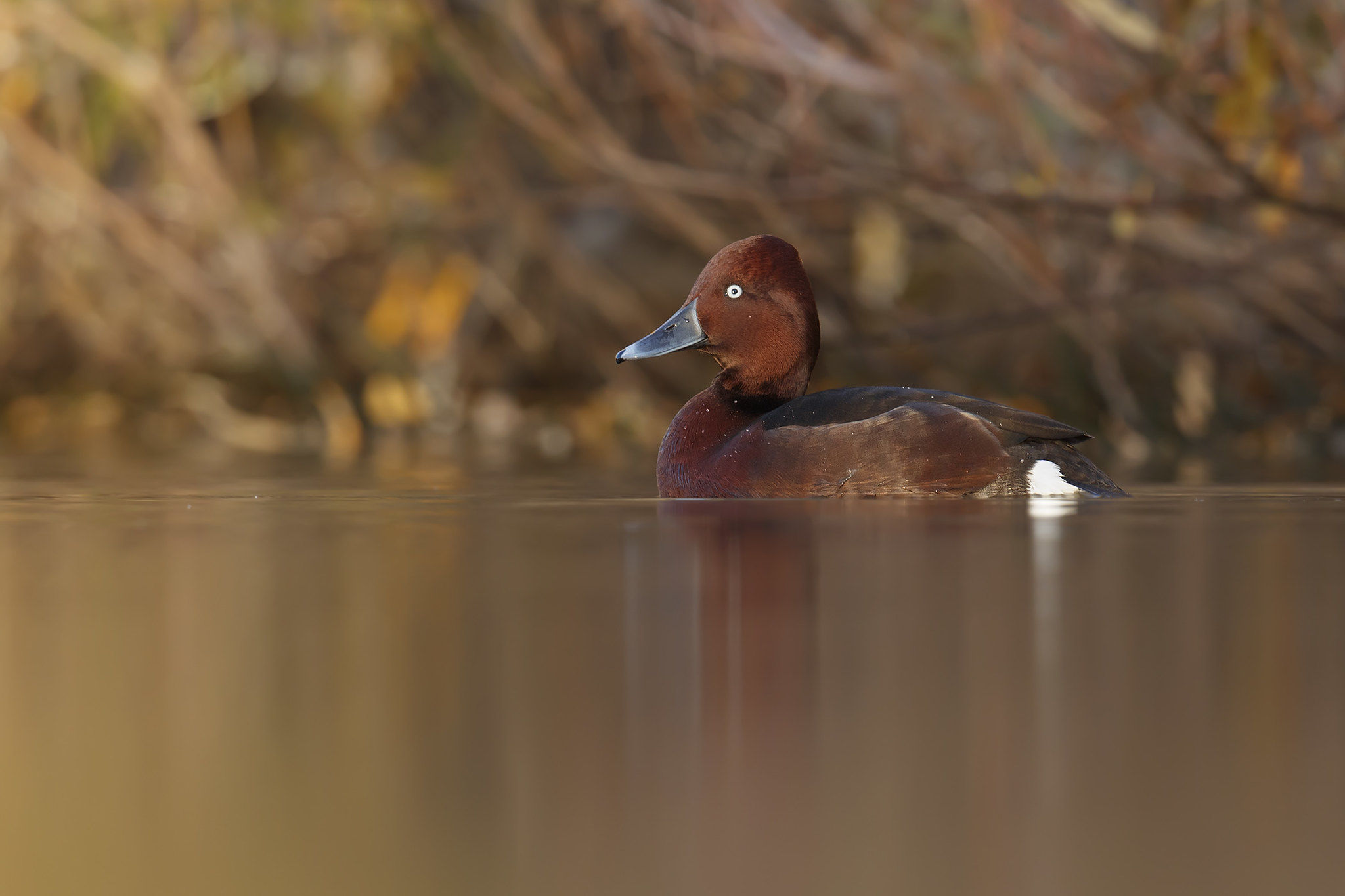 Aythya nyroca | Ferruginous Duck | vitögd dykand