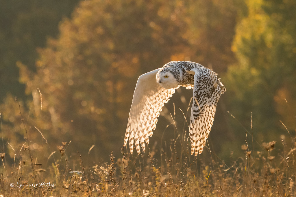 Snowy Owl - Autumn sunrise 501_3640.jpg