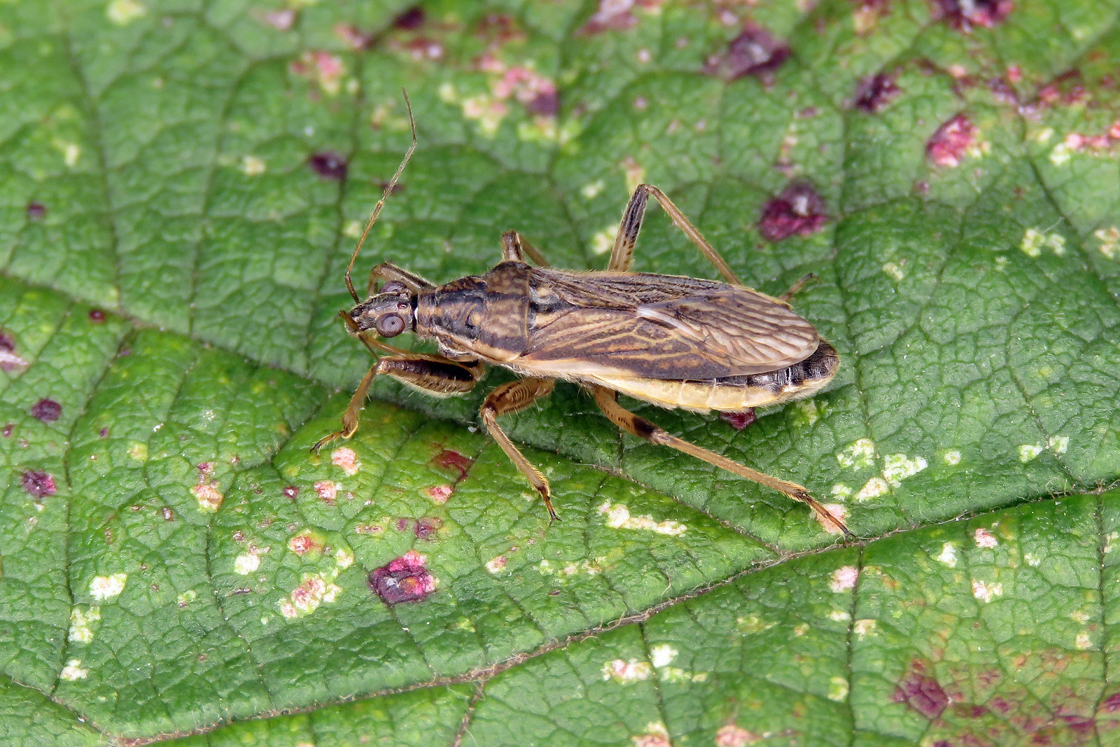 Grey Damsel Bug - Himacerus major