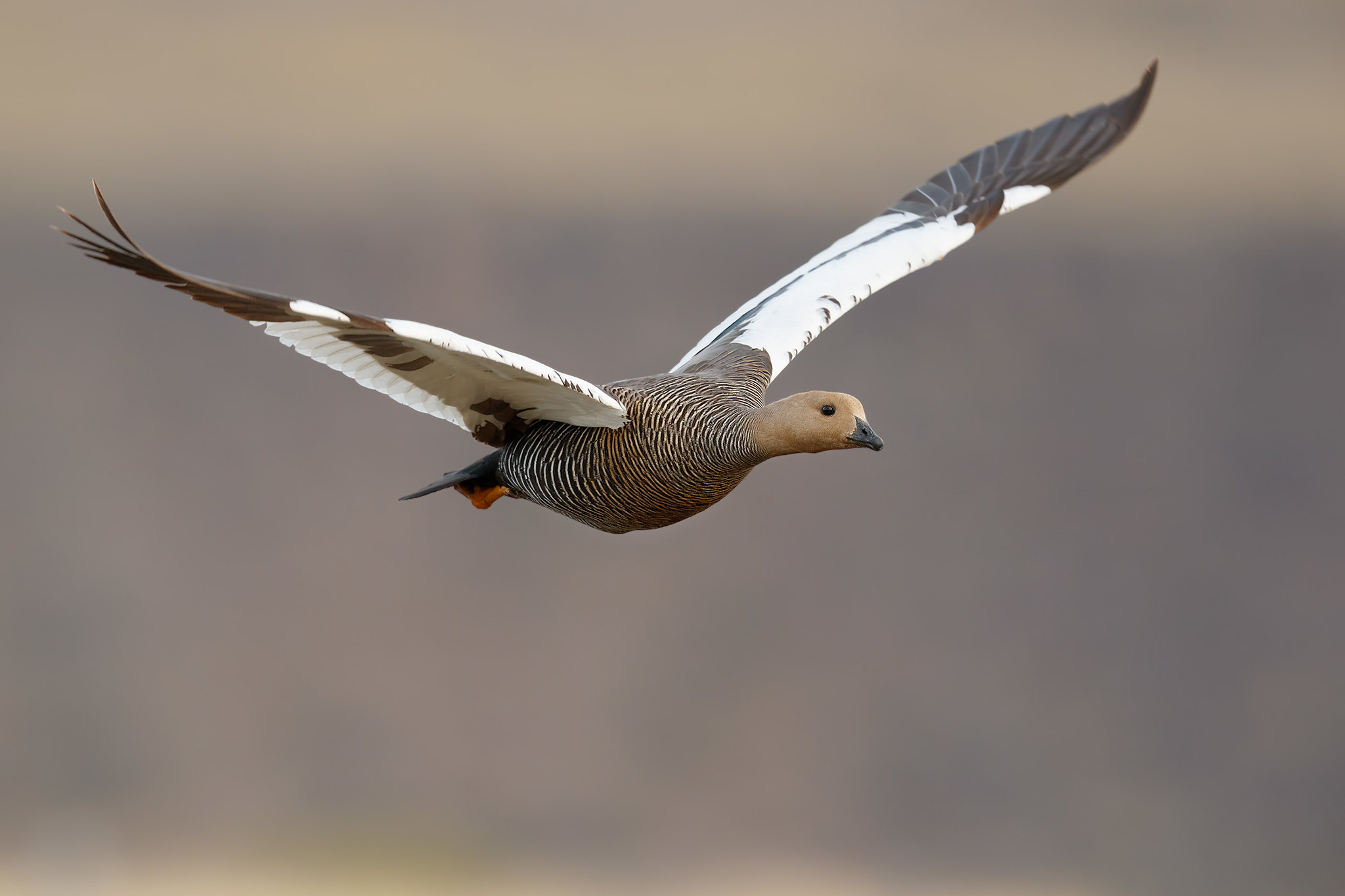 Chloephaga picta | Upland Goose | magellangås