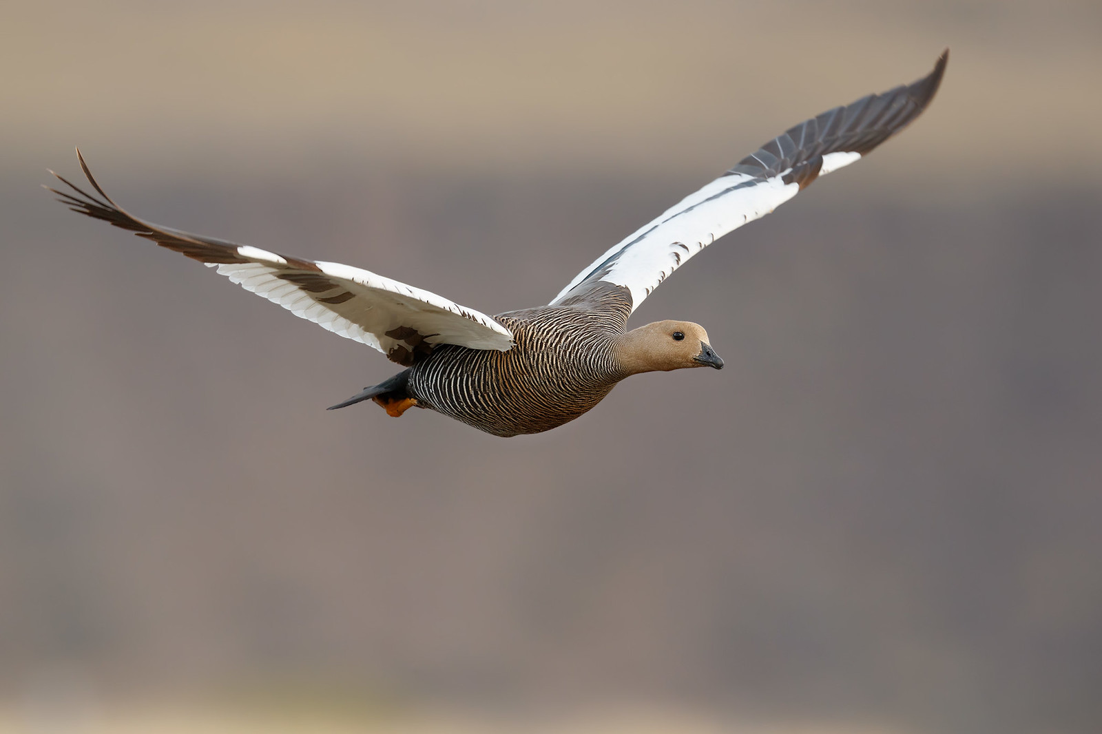 Chloephaga picta | Upland Goose | magellangås