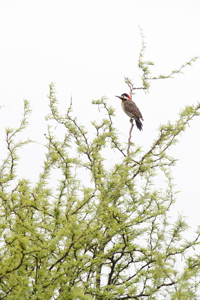 Colaptes melanochloros | Green-barred Woodpecker | grönbandad hackspett