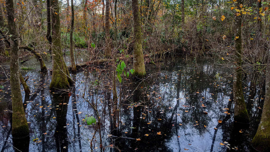 Black Swamp Trail, near Seize the Day Warrior Walk + 5K - Baton Rouge