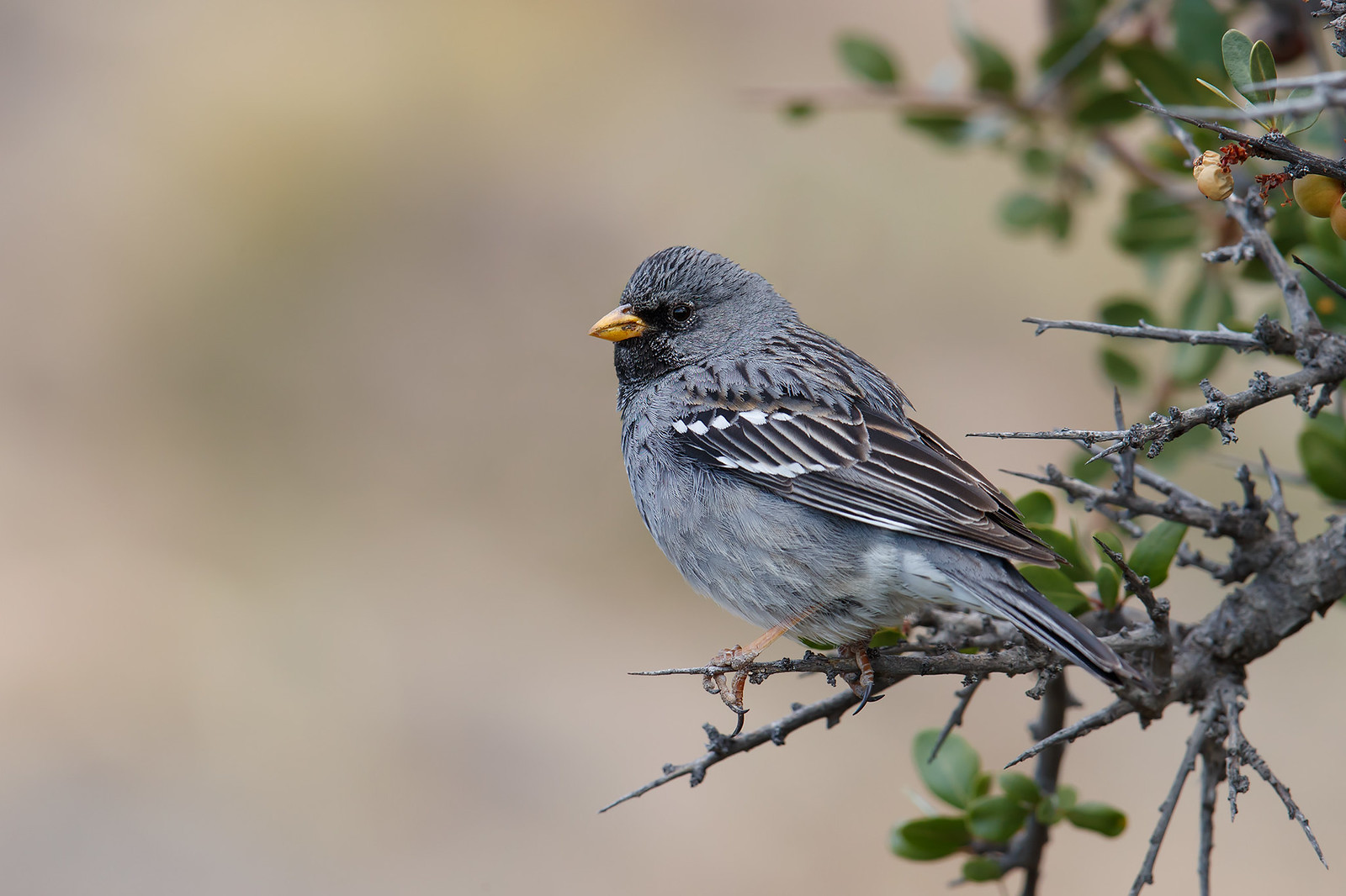 Rhopospina fruticeti | Mourning Sierra Finch | sorgtangara