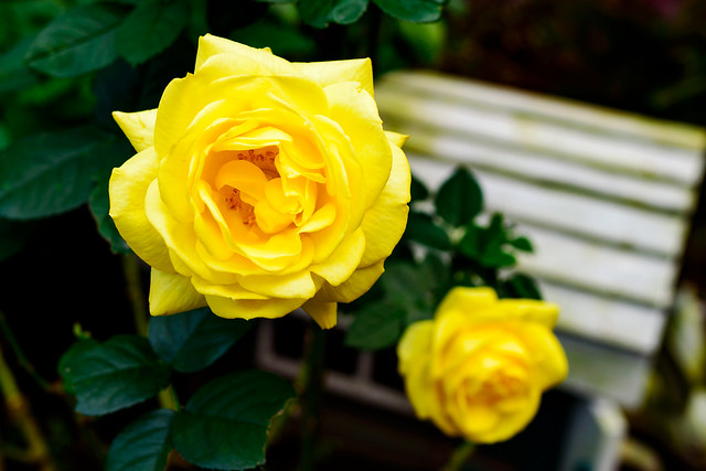 Yellow Rose in Meigetsuin Temple : 黄色いバラ（鎌倉・明月院 月の広場）