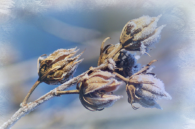 Frozen seed