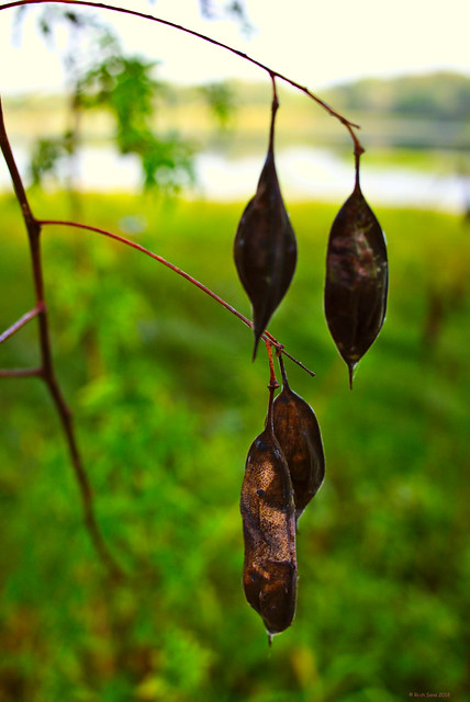 Swinging Seed Pods