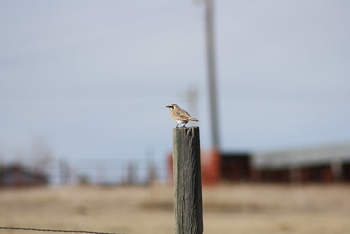 kitcarsoncounty colorado co hornedlark eremophilaalpestris lark bird flagler reservoir state wildlife area