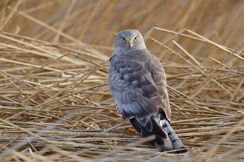 Circus cinereus | Cinereous Harrier | grå kärrhök