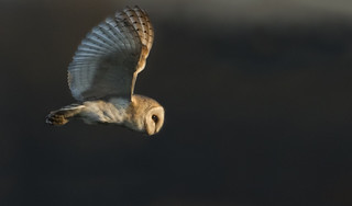 Barn Owl - Playing with the light