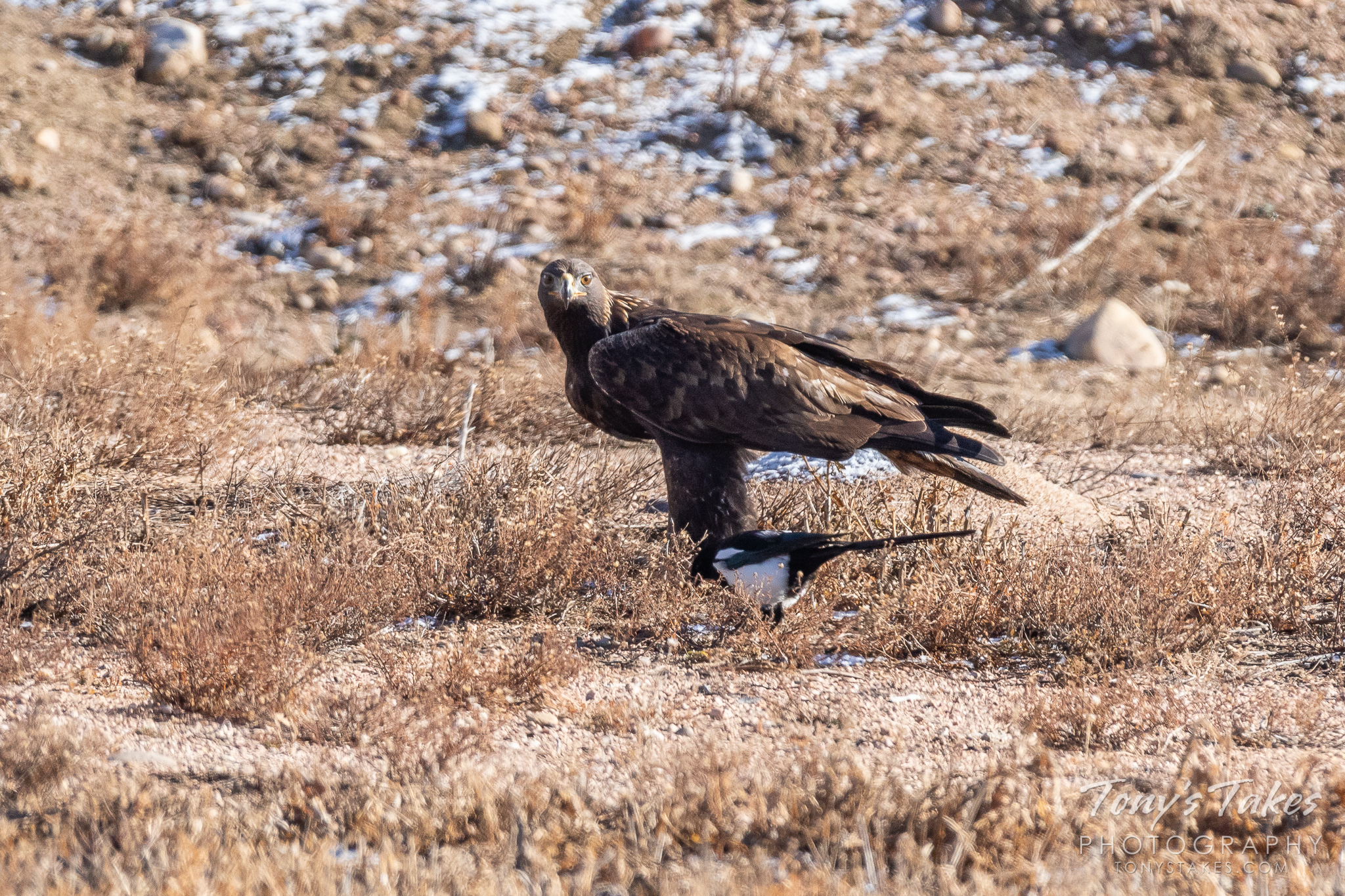 A Golden Eagle keeps watch on its meal while Magpies hope for leftovers. (© Tony’s Takes)
