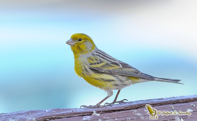 Atlantic canary - Serin des Canaries - Canario silvestre - Serinus canaria