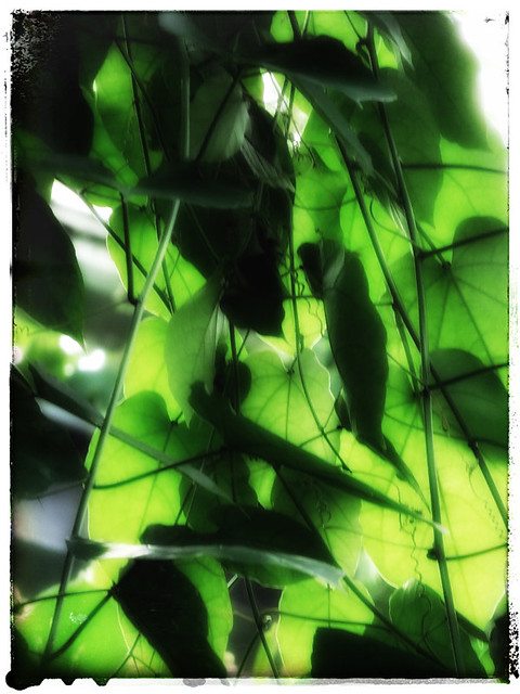 Vines & green light in Snapseed