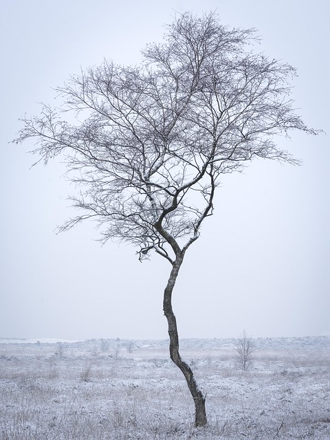 Lonely Dutch Tree