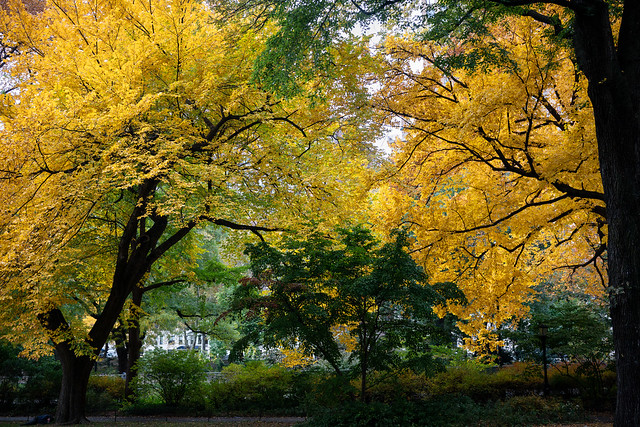 Autumn Foliage_Central Park