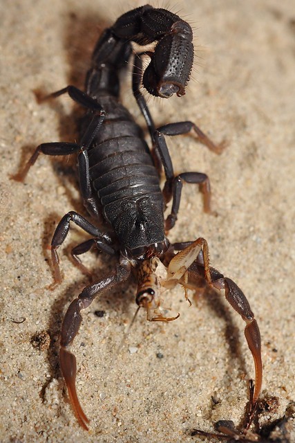 scorpion eating