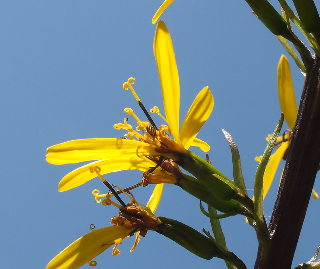 Przewalski's golden ray (Ligularia przewalskii) flower