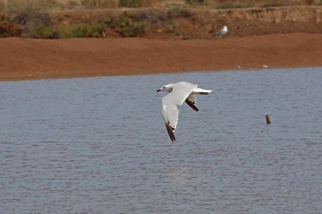Audouin's Gull, Santa Luzia, Algarve, Portugal