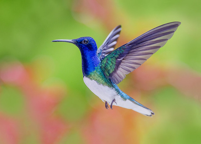 White Necked Jacobin Hummingbird dancing in the air. Trinidad.