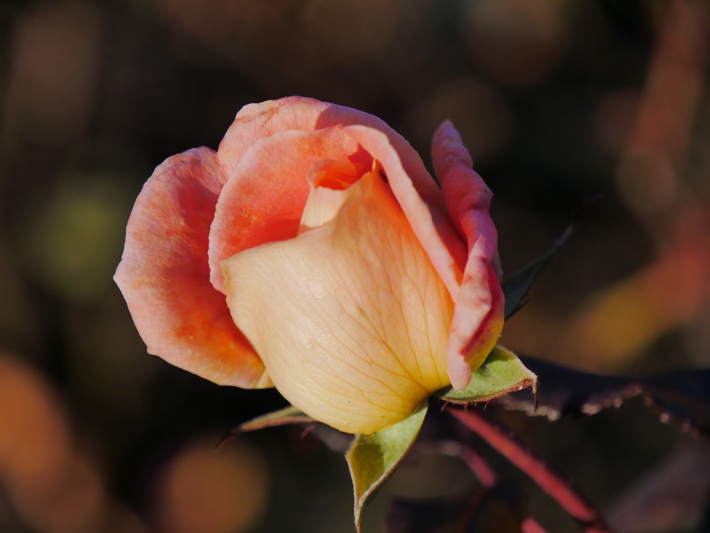 Autumn Beauty | Gorgeous roses still blooming in the garden … | Flickr