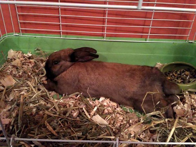 FOUND - brownish rabbit. #AuburnBay area on 16th December 2018. Pls RT, share to help locate family. YYC Pet Recovery shared Kristýna Tranová's post. FOUND! In Auburn Bay area on 16th December 2018. Please help find his lost family! 2018-12-31T01:02:11.00