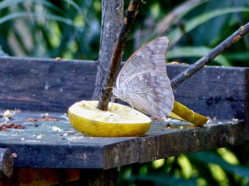 butterfly belize nature wildlife orangewalk