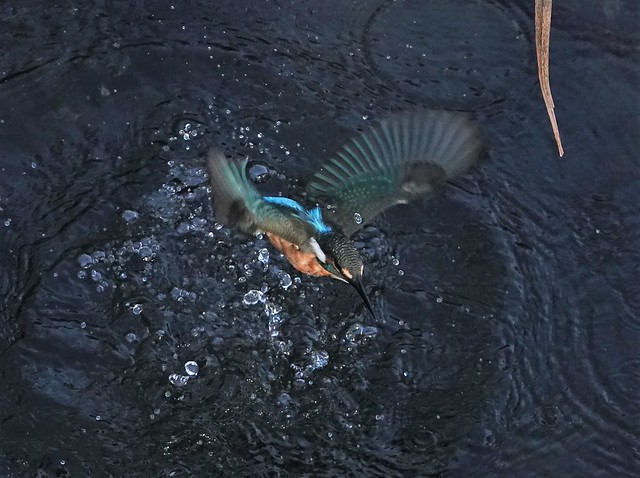 Kingfisher　カワセミ