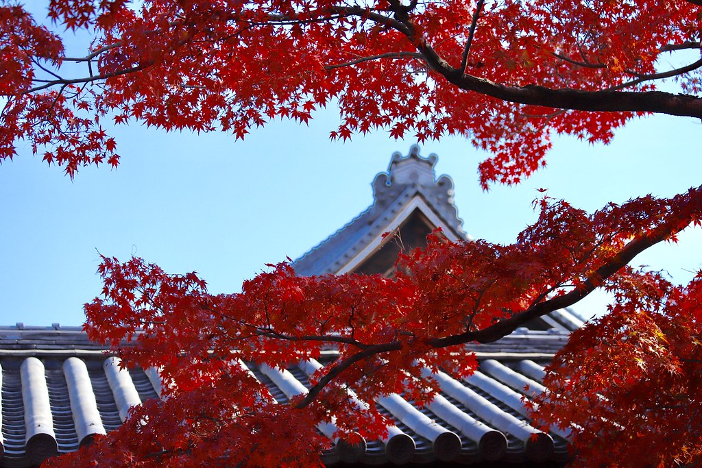 Image result for japan fall leaves