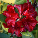 Azáleas, Rododendro, Ericaceae