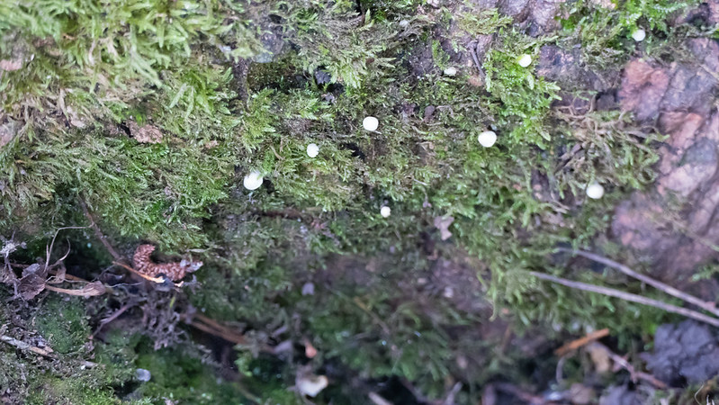 Tiny mushrooms in moss on tree trunk