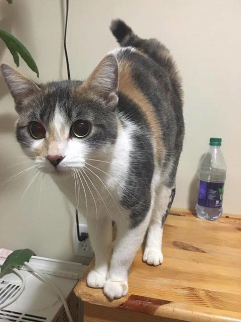 FOUND white grey & orange dsh cat in #panorama #calico #tortie Now safe at Panorama Hills Animal Hospital,Calgary-AB Pls rt & share to find family! YYC Pet Recovery shared Lesley Mander's post. Brought this little cutie to the panorama hills vet...it was