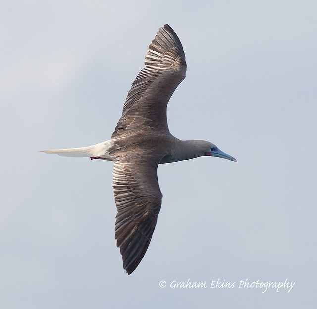 Red-footed Booby, 100kms N of Norfolk Island, South Pacific, Sula sula,